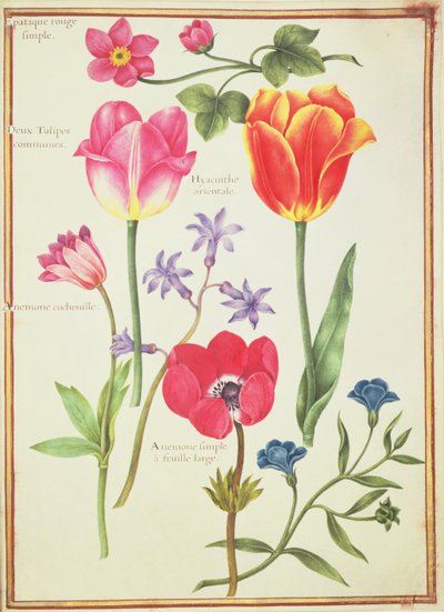Flower Studies by Nicolas Robert